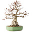 Carpinus coreana, 33 cm, ± 35 jaar oud