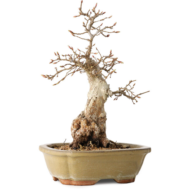 Carpinus coreana, 29 cm, ± 35 Jahre alt