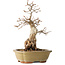 Carpinus coreana, 29 cm, ± 35 jaar oud