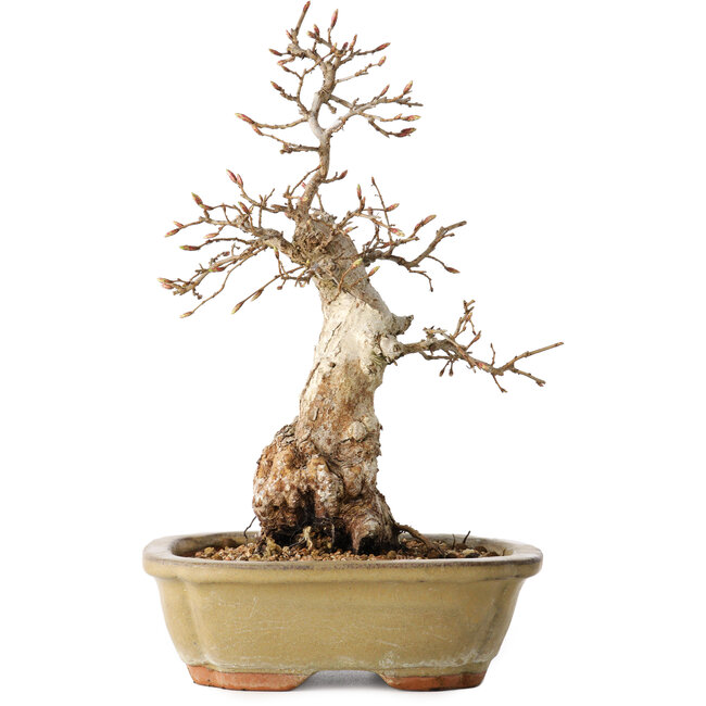 Carpinus coreana, 29 cm, ± 35 Jahre alt