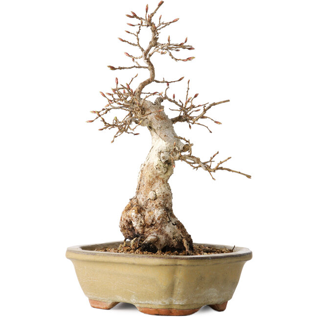 Carpinus coreana, 29 cm, ± 35 jaar oud
