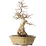Carpinus coreana, 29 cm, ± 35 jaar oud