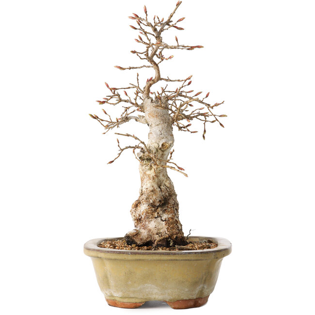 Carpinus coreana, 29 cm, ± 35 ans