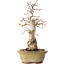 Carpinus coreana, 29 cm, ± 35 jaar oud