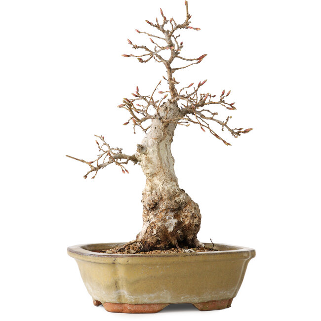 Carpinus coreana, 29 cm, ± 35 ans