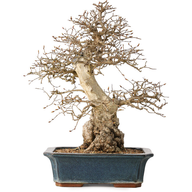 Carpinus coreana, 40 cm, ± 35 jaar oud