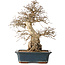 Carpinus coreana, 40 cm, ± 35 jaar oud
