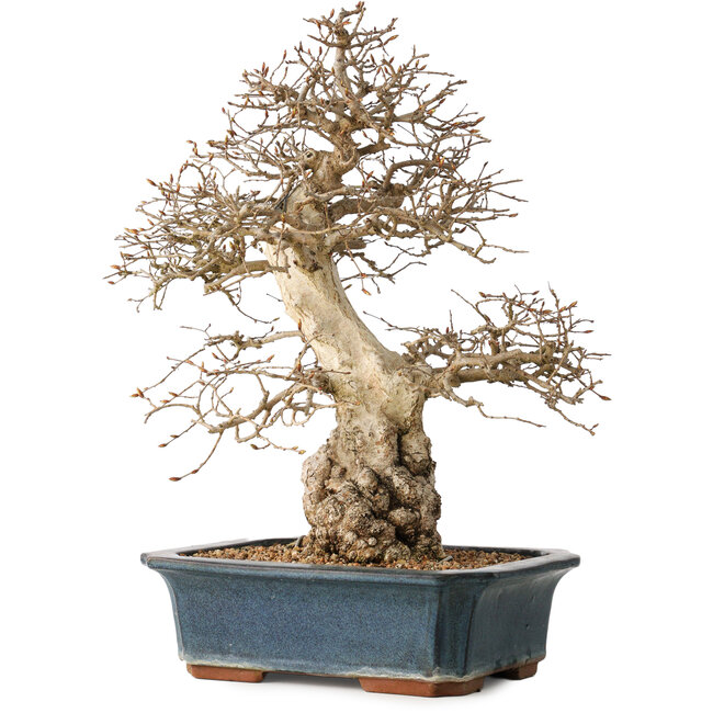 Carpinus coreana, 40 cm, ± 35 anni