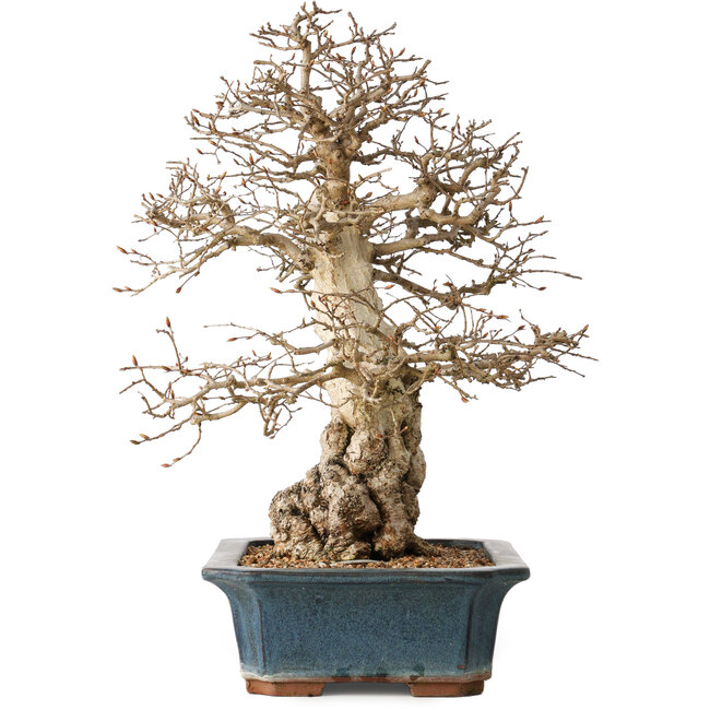 Carpinus coreana, 40 cm, ± 35 years old