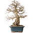 Carpinus coreana, 40 cm, ± 35 jaar oud