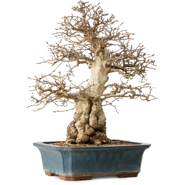 Carpinus coreana, 40 cm, ± 35 jaar oud
