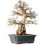 Carpinus coreana, 40 cm, ± 35 jaar oud