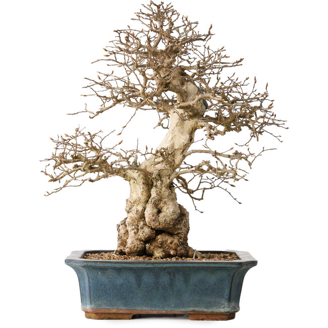 Carpinus coreana, 40 cm, ± 35 anni