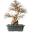 Carpinus coreana, 40 cm, ± 35 jaar oud