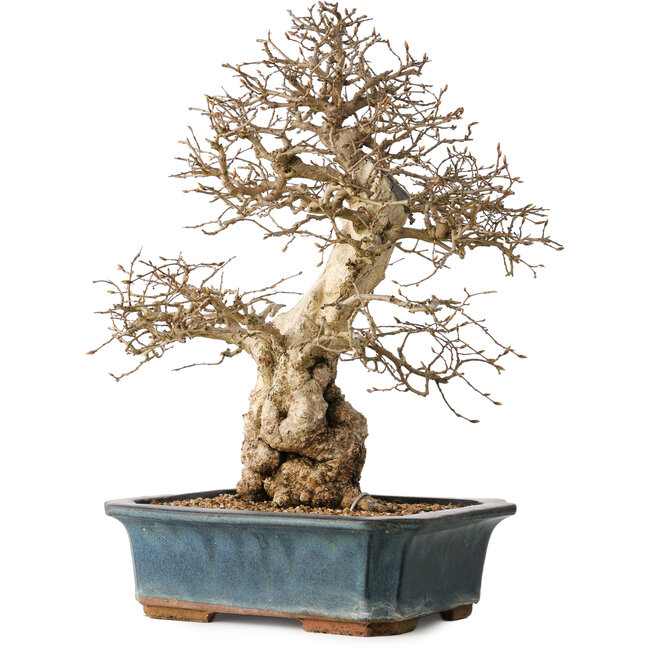 Carpinus coreana, 40 cm, ± 35 years old