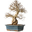 Carpinus coreana, 40 cm, ± 35 jaar oud