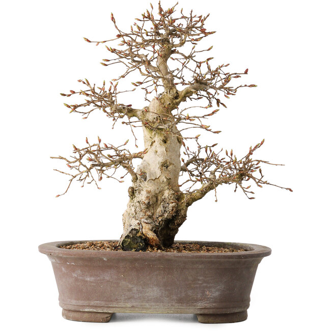 Carpinus coreana, 33 cm, ± 35 jaar oud