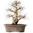 Carpinus coreana, 33 cm, ± 35 jaar oud