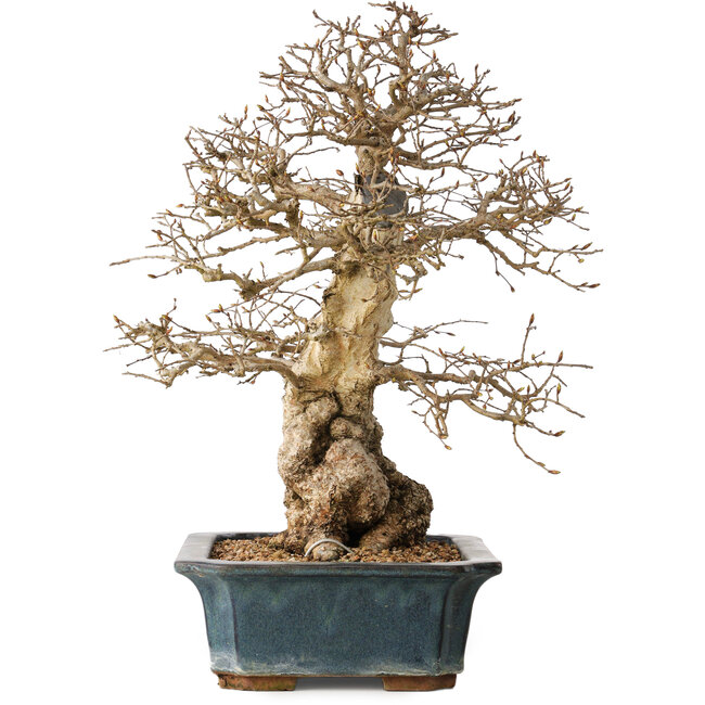 Carpinus coreana, 40 cm, ± 35 años