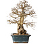 Carpinus coreana, 40 cm, ± 35 jaar oud