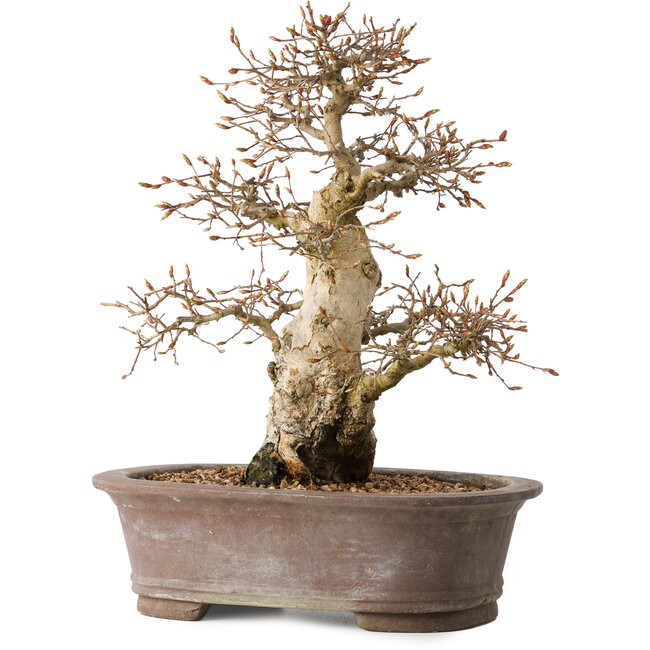 Carpinus coreana, 33 cm, ± 35 jaar oud