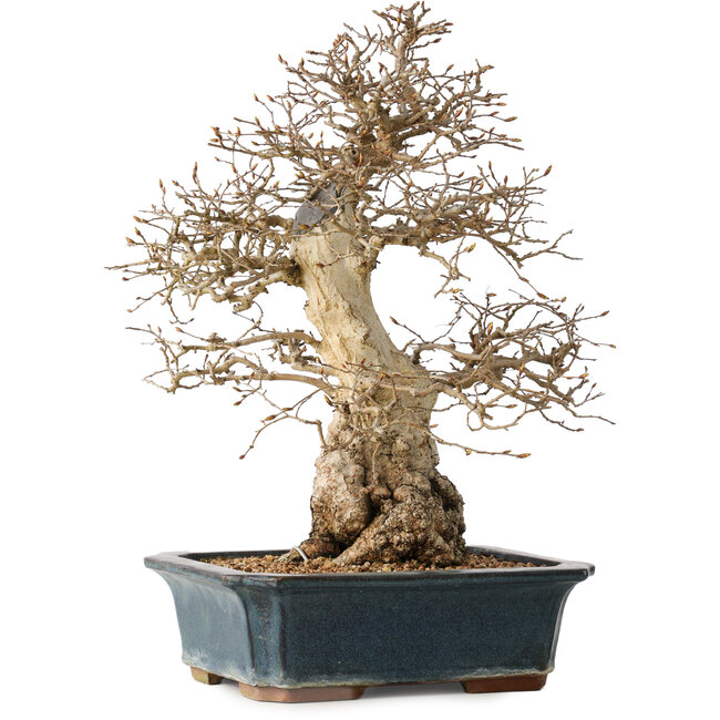 Carpinus coreana, 40 cm, ± 35 years old