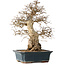 Carpinus coreana, 40 cm, ± 35 jaar oud