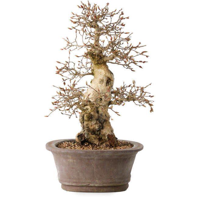 Carpinus coreana, 33 cm, ± 35 anni