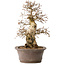 Carpinus coreana, 33 cm, ± 35 jaar oud