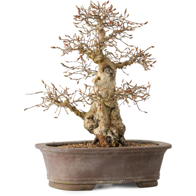 Carpinus coreana, 33 cm, ± 35 años