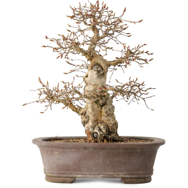 Carpinus coreana, 33 cm, ± 35 anni