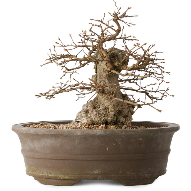 Carpinus coreana, 30 cm, ± 35 jaar oud
