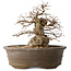 Carpinus coreana, 30 cm, ± 35 jaar oud