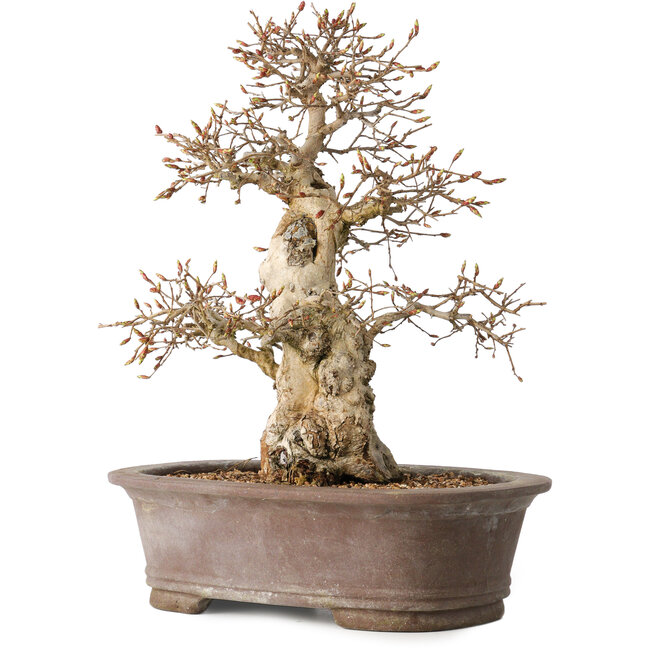 Carpinus coreana, 33 cm, ± 35 años