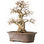 Carpinus coreana, 33 cm, ± 35 jaar oud