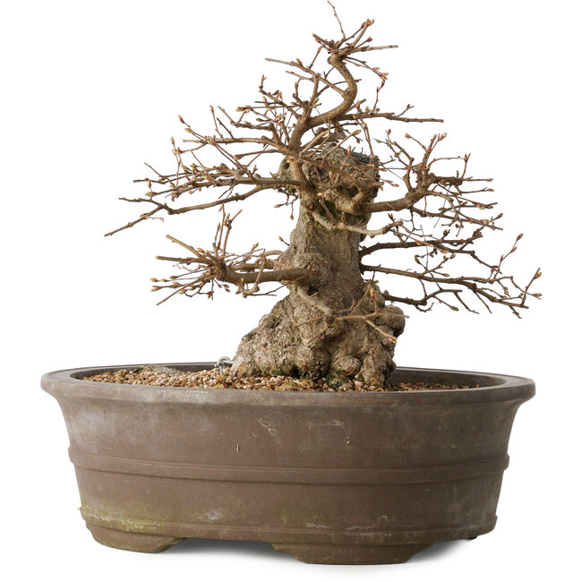 Carpinus coreana, 30 cm, ± 35 years old