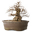 Carpinus coreana, 30 cm, ± 35 jaar oud