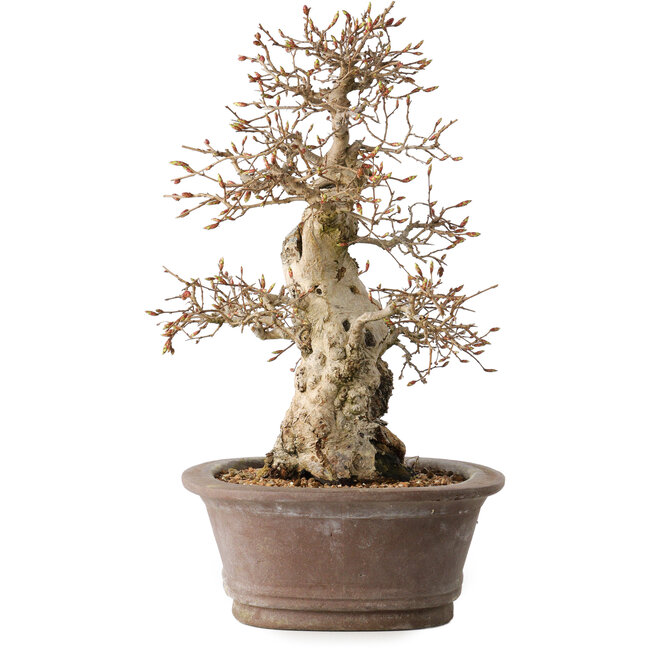 Carpinus coreana, 33 cm, ± 35 anni