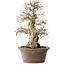 Carpinus coreana, 33 cm, ± 35 jaar oud