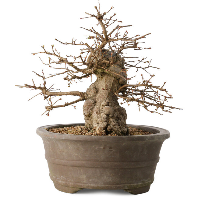 Carpinus coreana, 30 cm, ± 35 años