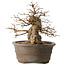 Carpinus coreana, 30 cm, ± 35 jaar oud