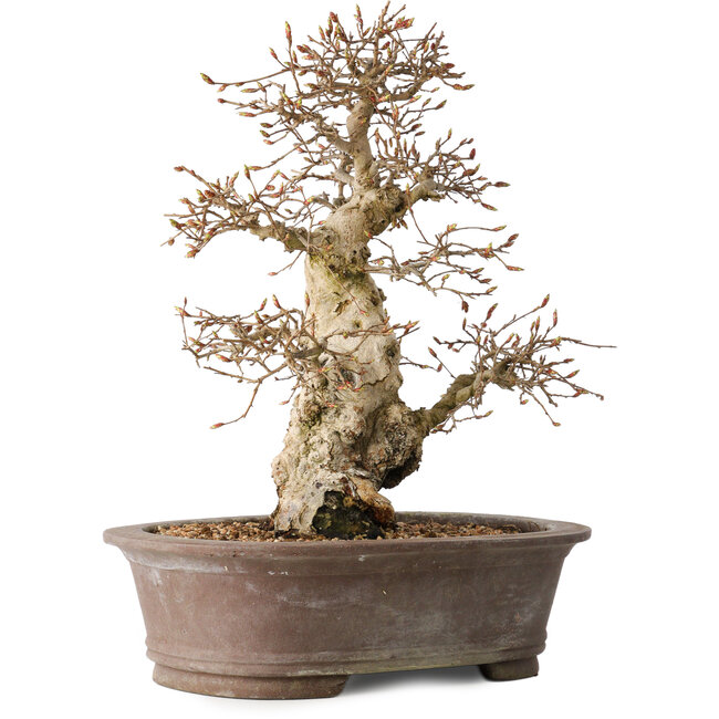 Carpinus coreana, 33 cm, ± 35 jaar oud