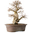 Carpinus coreana, 33 cm, ± 35 jaar oud