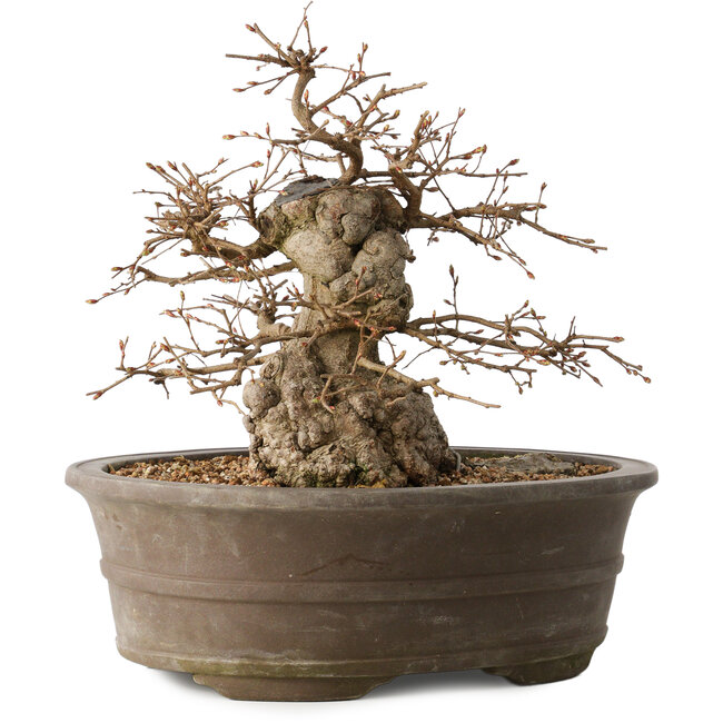 Carpinus coreana, 30 cm, ± 35 anni