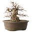 Carpinus coreana, 30 cm, ± 35 jaar oud