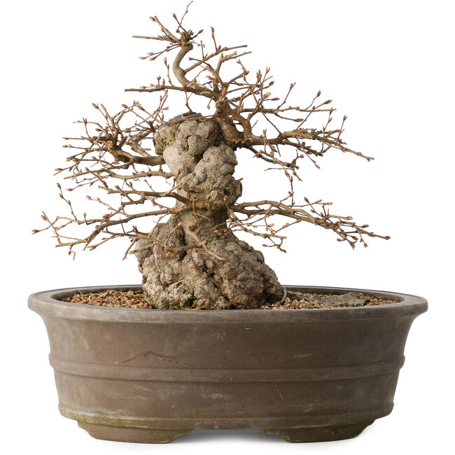 Carpinus coreana, 30 cm, ± 35 años