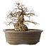Carpinus coreana, 30 cm, ± 35 jaar oud