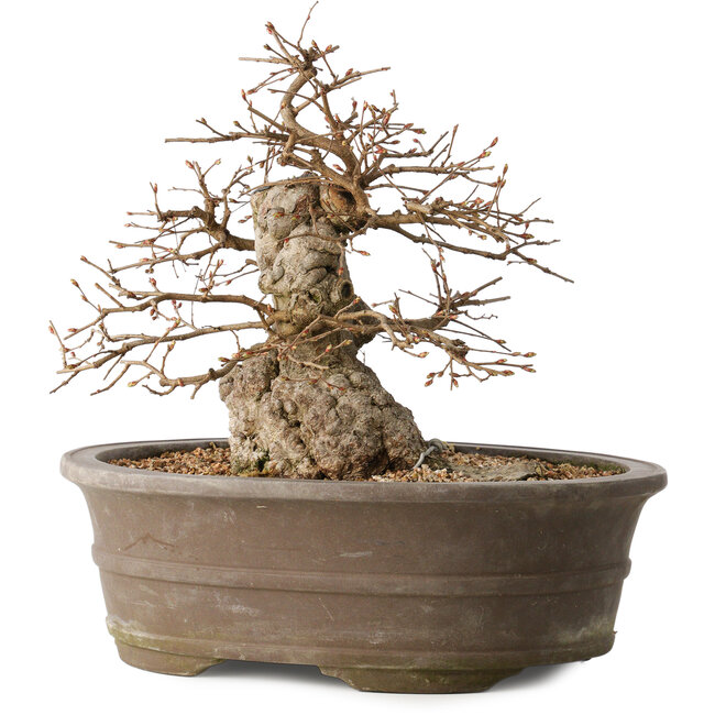 Carpinus coreana, 30 cm, ± 35 ans