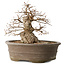Carpinus coreana, 30 cm, ± 35 jaar oud