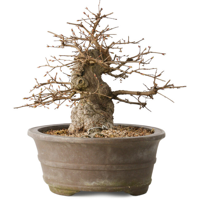 Carpinus coreana, 30 cm, ± 35 años